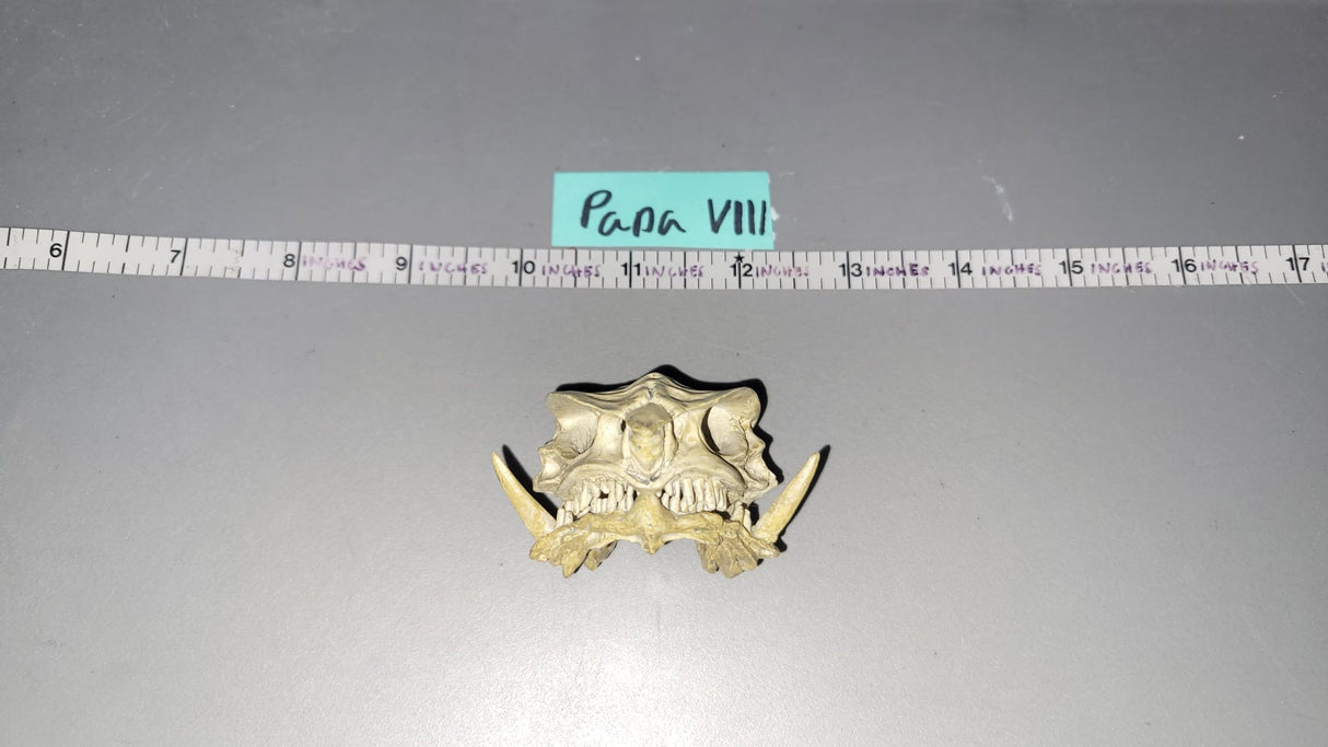 1:6 Scale Fantasy Dragon Skull