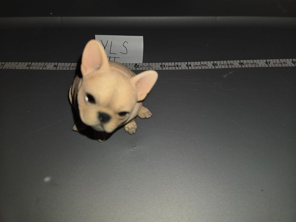 1/6 Scale Modern French Bull Dog Bulldog JXK - NIB