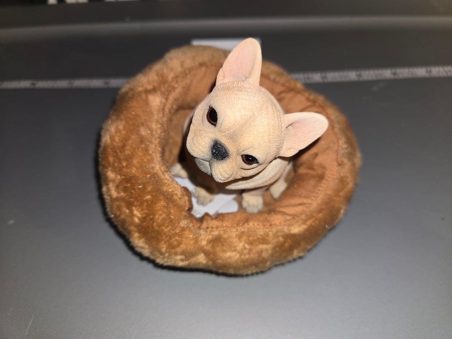 1/6 Scale Modern French Bull Dog Bulldog JXK - NIB