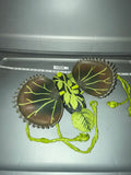 1/6 Scale Adventure Team Convention Venus Fly Trap