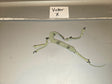 1/6 Scale Modern Era Tactical Rifle Sling - Victor X