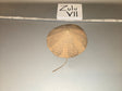 1/6 Scale Vietnam Era North Vietnamese Conical Hat - Zulu VII