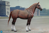 1/6 Scale WWII German Brown War Horse - NIB DID E60084