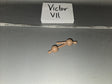 1/6 Scale Modern Era Ball Joint Wrist Pegs - Victor VII