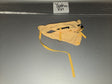 1/6 Scale Modern Era Tan Hydration Pack - Yankee XVI