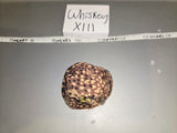 1:6 WWII German Camouflage helmet cover
