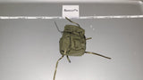 1/6 Scale Vietnam US Rucksack Backpack