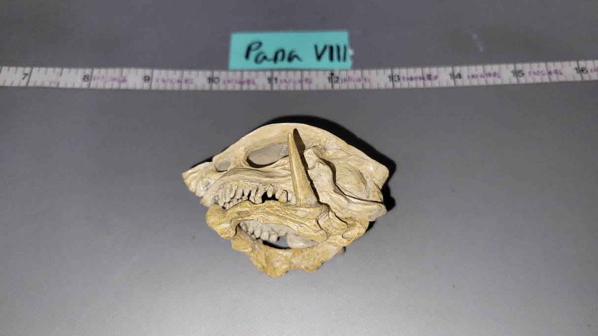 1:6 Scale Fantasy Dragon Skull