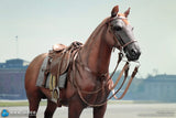 1/6 Scale WWII German Brown War Horse - NIB DID E60084
