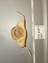 1/6 Scale WWII Soviet Russian Ushanka Hat