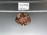 1:6 WWII German Camouflage helmet cover