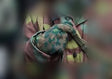 *Preorder* 1/6 Scale Dot Pattern Winter Gloves Pair - 1/6 8th Cavalry Division Florian Geyer, The Siege of Budapest Ujindou