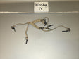 1/6 Scale Modern US Tactical Rifle Sling - Whiskey IV