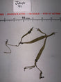 1/6 Scale WWII US Army Suspenders - Dragon