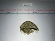 1/6 Scale WWII US Marine Corps Frog Pattern Camouflage Helmet Cover - SOTW