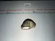1/6 Scale WWII German Waffen Helmet Cover - Dragon
