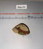 1/6 Scale Modern Era French Desert Camouflage Helmet Cover