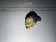 1/6 Scale Decapitated Orc Goblin Head - Sideshow Lord of the Rings