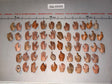 1/6 Scale Large Hand Lot for Nude Figures