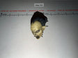 1/6 Scale Fantasy Orc Creature Head Trophy - Sideshow