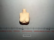 1/6 Scale Female Figure Body Torso